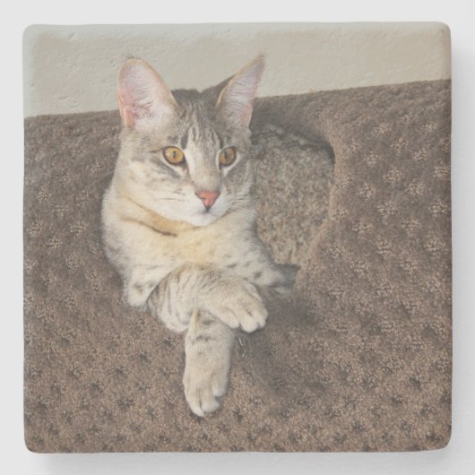 Gray Savannah Cat Square Untersetzer (Vorderseite)