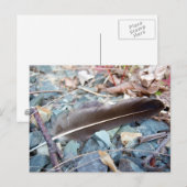 Gray Seagull Feather 1 Postkarte (Vorne/Hinten)