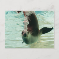 Gray Seal Diving underwater bubbles from nose