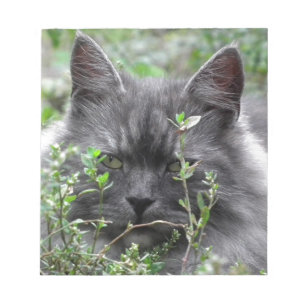 Gray Siberian Kitten Notizblock