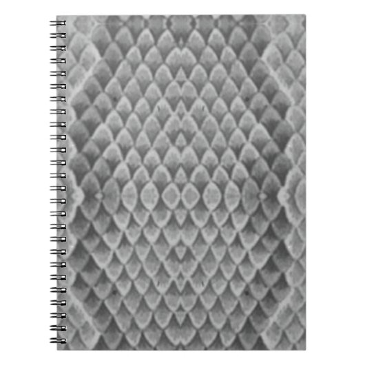 Gray Snakeskin Notizblock (Vorderseite)