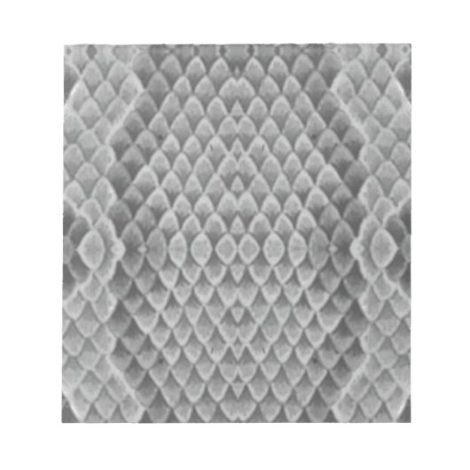 Gray Snakeskin Notizblock (Vorderseite)