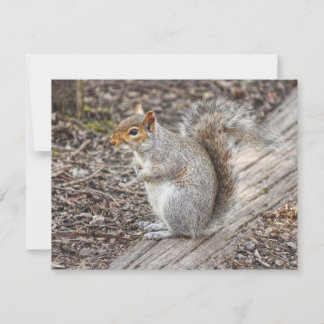 Gray Squirrel Bute Park, Cardiff, Wales. Karte