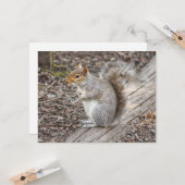 Gray Squirrel Bute Park, Cardiff, Wales. Karte (Vorderseite/Rückseite Beispiel)