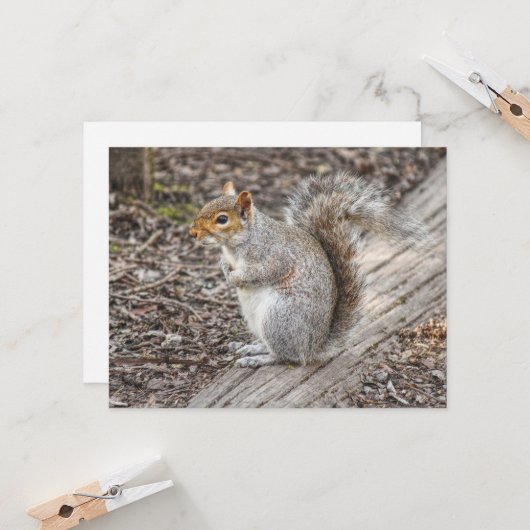 Gray Squirrel Bute Park, Cardiff, Wales. Karte (Vorderseite/Rückseite Beispiel)