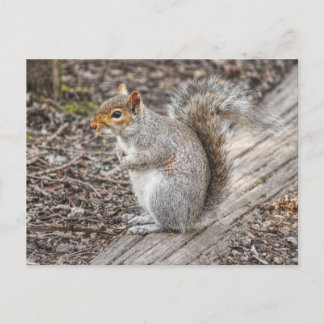 Gray Squirrel Bute Park, Cardiff, Wales. Postkarte