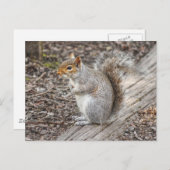 Gray Squirrel Bute Park, Cardiff, Wales. Postkarte (Vorne/Hinten)