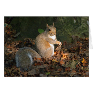 Gray Squirrel - Bute Park, Cardiff, Wales, UK