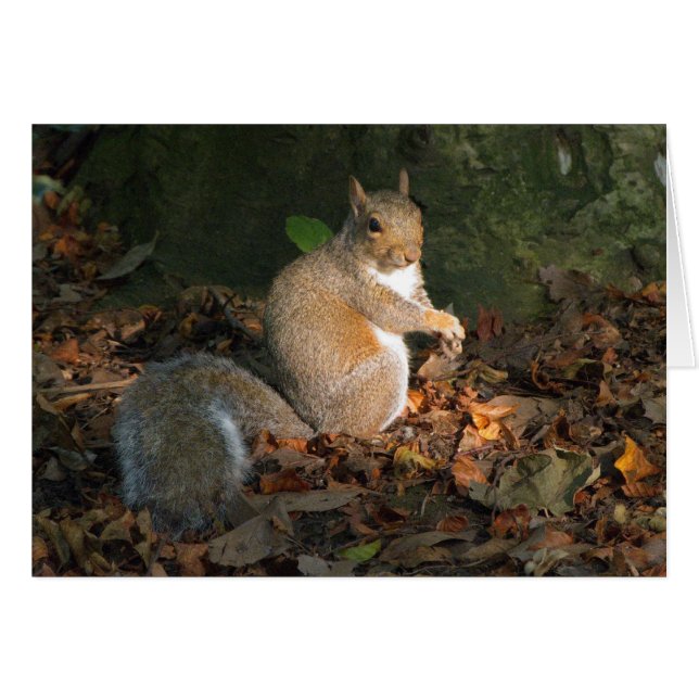 Gray Squirrel - Bute Park, Cardiff, Wales, UK (Vorderseite (Horizontal))