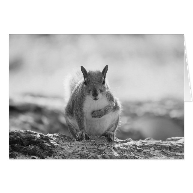 Gray Squirrel - Bute Park, Cardiff, Wales, UK (Vorderseite (Horizontal))