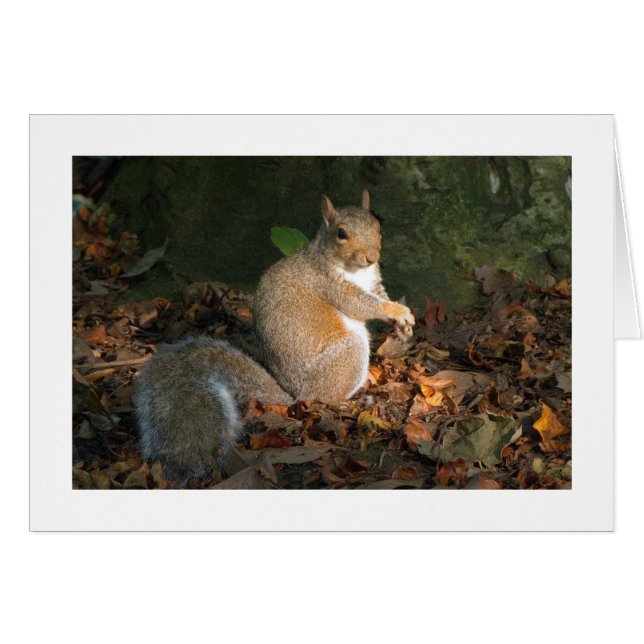 Gray Squirrel - Bute Park, Cardiff, Wales, UK (Vorderseite (Horizontal))