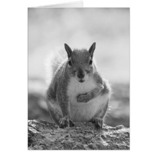 Gray Squirrel - Bute Park, Cardiff, Wales, UK