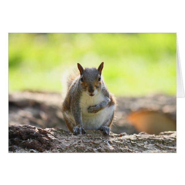 Gray Squirrel - Bute Park, Cardiff, Wales, UK (Vorderseite (Horizontal))