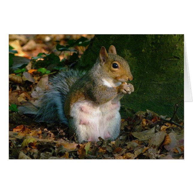 Gray Squirrel - Bute Park, Cardiff, Wales, UK (Vorderseite (Horizontal))