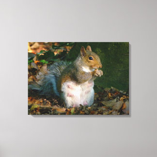 Gray Squirrel - Bute Park, Cardiff, Wales, UK Leinwanddruck