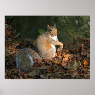 Gray Squirrel - Bute Park, Cardiff, Wales, UK Poster