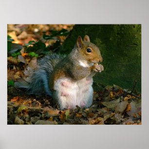 Gray Squirrel - Bute Park, Cardiff, Wales, UK Poster