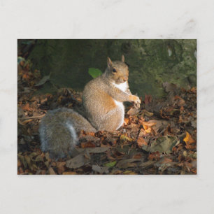 Gray Squirrel - Bute Park, Cardiff, Wales, UK Postkarte
