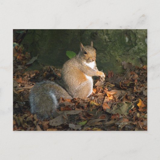 Gray Squirrel - Bute Park, Cardiff, Wales, UK Postkarte (Vorderseite)
