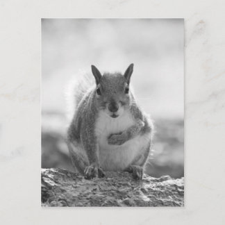 Gray Squirrel - Bute Park, Cardiff, Wales, UK Postkarte