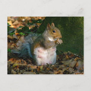 Gray Squirrel - Bute Park, Cardiff, Wales, UK Postkarte