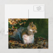 Gray Squirrel - Bute Park, Cardiff, Wales, UK Postkarte (Vorne/Hinten)