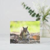 Gray Squirrel - Bute Park, Cardiff, Wales, UK Postkarte (Stehend Vorderseite)