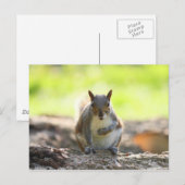 Gray Squirrel - Bute Park, Cardiff, Wales, UK Postkarte (Vorne/Hinten)