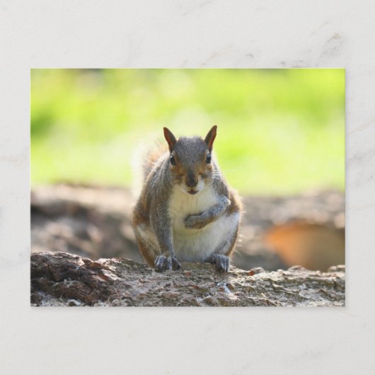 Gray Squirrel - Bute Park, Cardiff, Wales, UK Postkarte (Vorderseite)