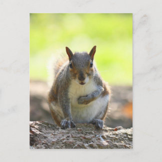 Gray Squirrel - Bute Park, Cardiff, Wales, UK Postkarte