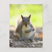 Gray Squirrel - Bute Park, Cardiff, Wales, UK Postkarte (Vorderseite)