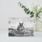 Gray Squirrel - Bute Park, Cardiff, Wales, UK Postkarte (Stehend Vorderseite)