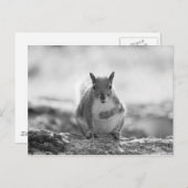 Gray Squirrel - Bute Park, Cardiff, Wales, UK Postkarte (Vorne/Hinten)