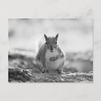 Gray Squirrel - Bute Park, Cardiff, Wales, UK Postkarte