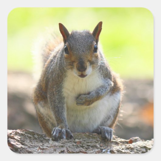 Gray Squirrel - Bute Park, Cardiff, Wales, UK Quadratischer Aufkleber (Vorderseite)