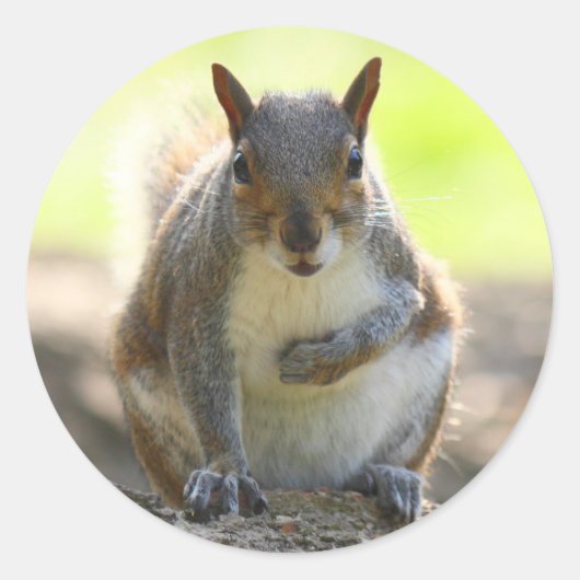 Gray Squirrel - Bute Park, Cardiff, Wales, UK Runder Aufkleber (Vorderseite)