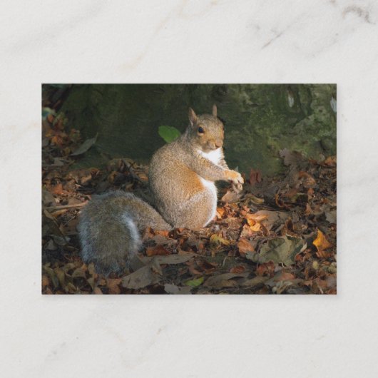 Gray Squirrel - Bute Park, Cardiff, Wales, UK Visitenkarte (Vorderseite)