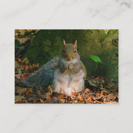 Gray Squirrel - Bute Park, Cardiff, Wales, UK Visitenkarte (Vorderseite)