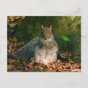 Gray Squirrel - Bute Park, Cardiff, Wales, Vereini Postkarte