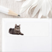 Gray Tabby Cat (Insitu)
