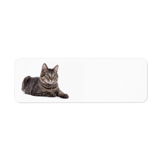 Gray Tabby Cat (Vorne)
