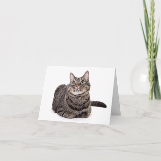 Gray Tabby Cat (Vorderseite)