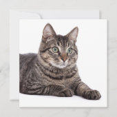 Gray Tabby Cat Ankündigung (Vorderseite)