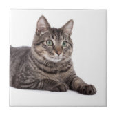 Gray Tabby Cat Fliese (Vorderseite)