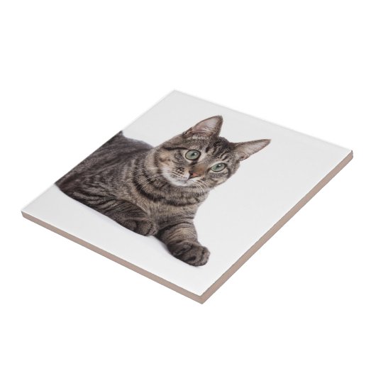 Gray Tabby Cat Fliese (Seite)