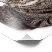 Gray Tabby Cat Fotodruck (Ecke)