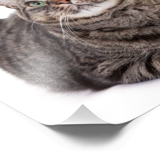 Gray Tabby Cat Fotodruck (Ecke)