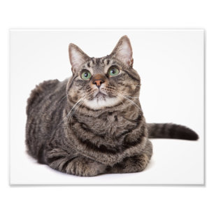Gray Tabby Cat Fotodruck