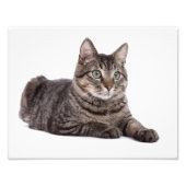 Gray Tabby Cat Fotodruck (Vorne)