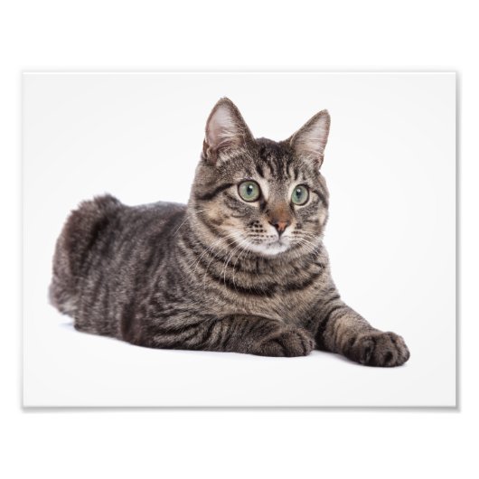 Gray Tabby Cat Fotodruck (Vorne)